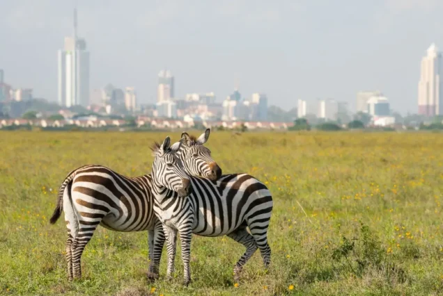 1 Day Nairobi National Park Tour