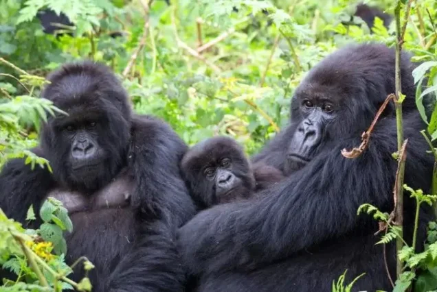 4 Days / 3 Nights Flying Gorilla Trekking Safari – Uganda✈️