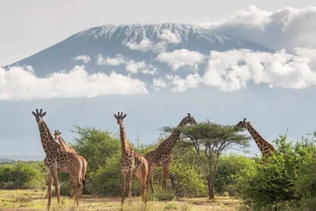 3 Days / 2 Nights – Amboseli National Park Safari