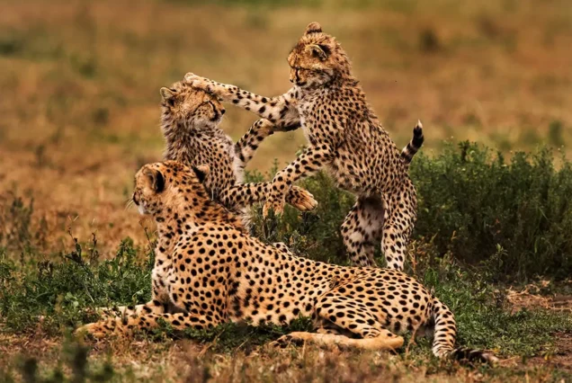 4 Days, 3 Nights Ngorongoro & Tarangire Safari