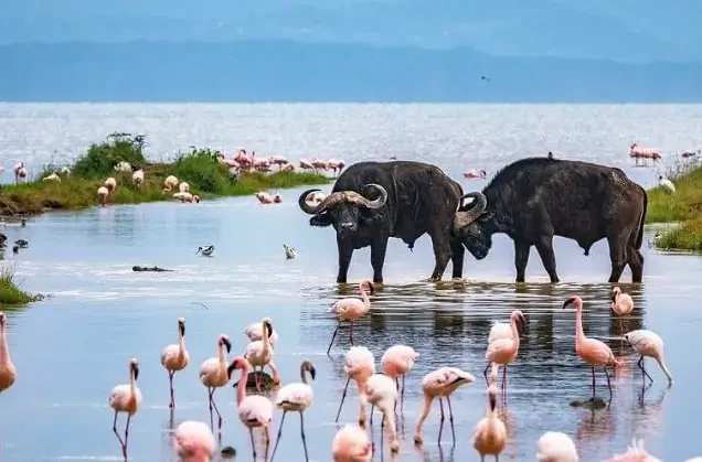 5 Days – Lake Nakuru, Naivasha and Hell’s Gate Safari